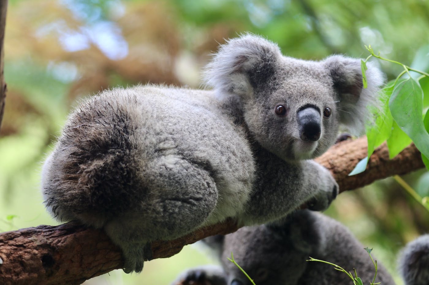 Protecting a Pocket Population of Endangered Koalas in Australia One